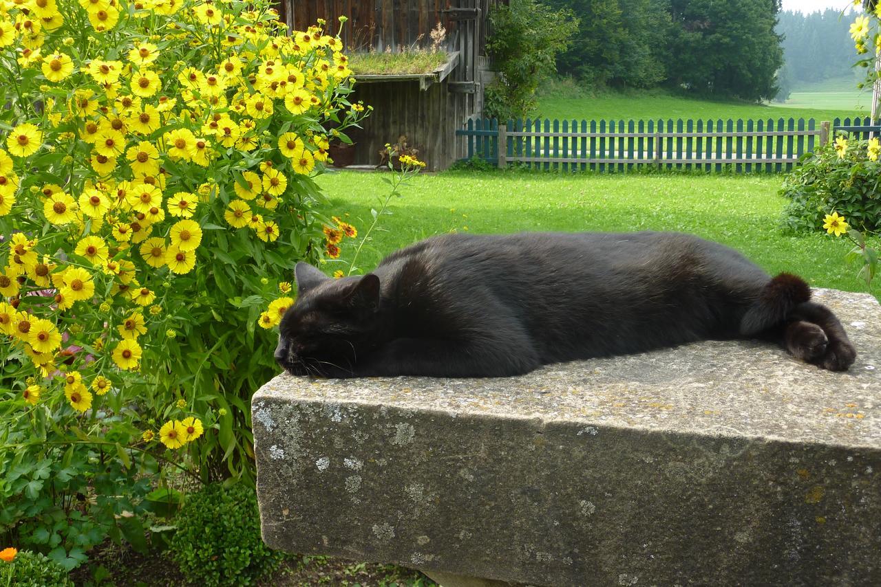 Traumgarten Allgaeu Rettenberg Exteriör bild